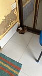 Geitjes in huis