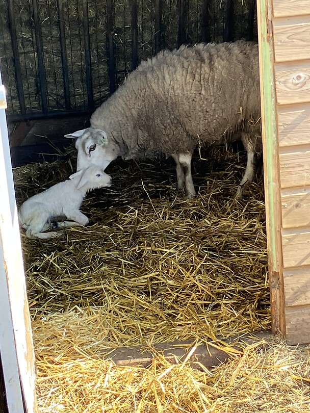 Een lammetje geboren zien worden