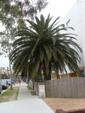palmboom / palmtree