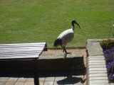 Sydney's duif / Sydneys pigeon