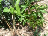 Gespot in de botanische tuinen (goed kijken!)  / spotted in the botanical gardens (look carefully!)