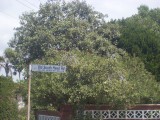 lange en heuvelachtige weg naar Watson's Bay / long and hilly road to Watson's Bay