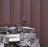 bezoeker in de tuin / visitor in the garden