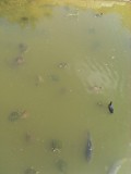 de lokale eendenvijver / the local duckpond