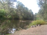 Lane Cove hike