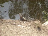Lane Cove hike - een uit velen / one out of many