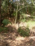 Lane Cove hike - raarste plek voor een kraan / weirdest place for a tap