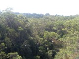 Lane Cove hike