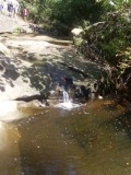 Lane Cove hike