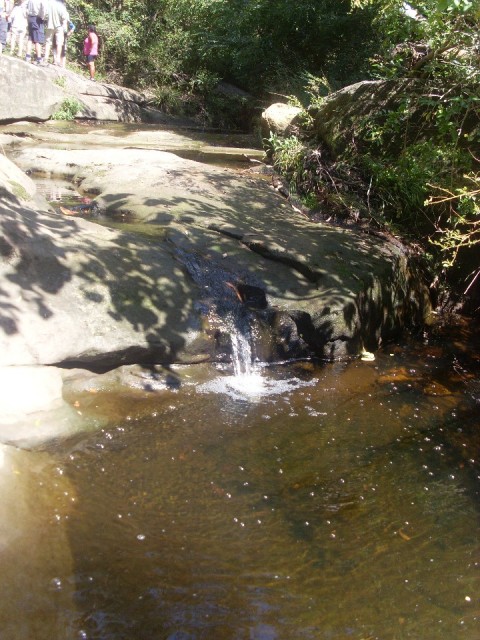 Lane Cove hike