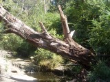 Lane Cove hike - mooie lunchplek / nice spot for lunch