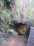 Lane Cove hike