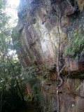Lane Cove hike
