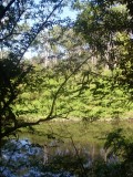 Lane Cove hike