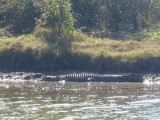 salt water crocodile / zoutwater krokodil