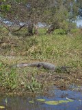 freshwater crocodile / zoetwater krokodil