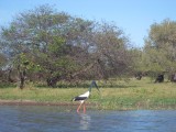 grote vogel (ben de naam vergeten) / large bird (forgot the name)