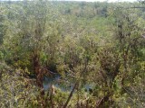 flying foxes (large bats) / "vliegende vossen" (grote vleermuizen)