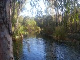 Bitter Springs (hot spring / warmwaterbron)