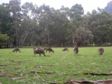 wild kangaroes