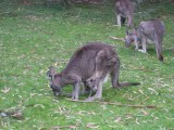 kangoeroe met jong / kangaroo with joey