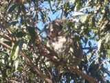 wild koala