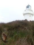 sealion / zeeleeuw