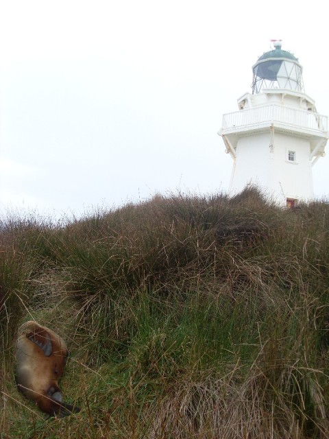 sealion / zeeleeuw