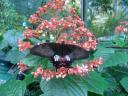 Vlinder tuin