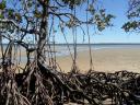 fraser eiland mangrove