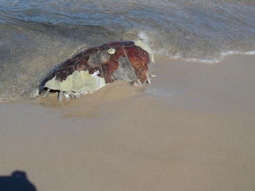 schildpad