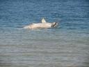 dugong