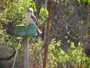 kookaburra