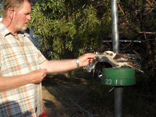 kookaburra