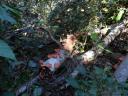 oranje paddestoelen in de jungle long island