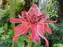 botanische tuin