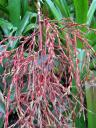 botanische tuin