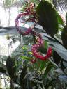 botanische tuin