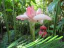 botanische tuin
