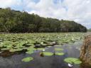 lagoon met waterlelies