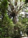 cathedral fig