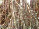 cathedral fig