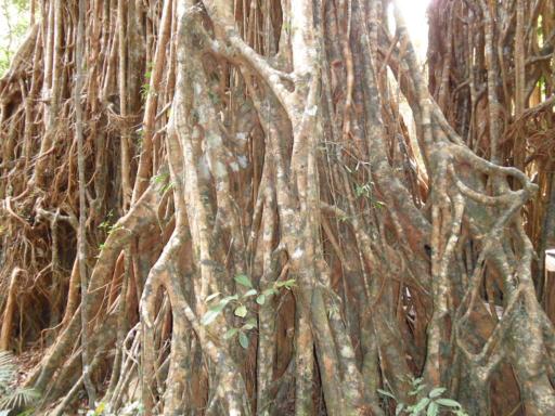 cathedral fig