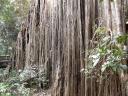 curtain fig