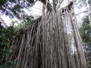curtain fig