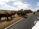 onderweg naar mount gambier