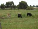 port fairy