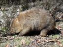 cradle mountain wombat