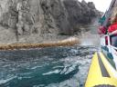 Bruny island cruise