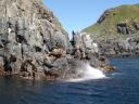 Bruny island cruise ,heel veel zeeleeuwen